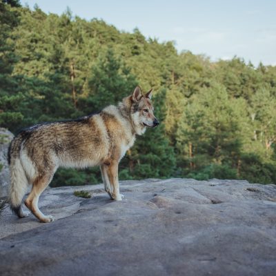 N00A9050-Edit